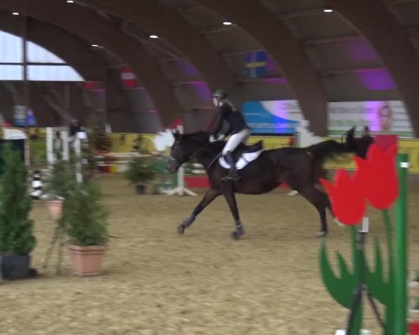 Reitturnier Essen-Stadtwald 2017