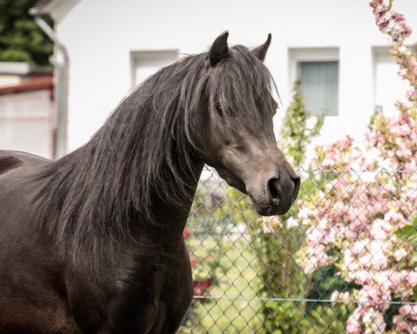 Zuchtstute Lou (Deutsches Classic Pony, 2012, von East-Dikes Joker)