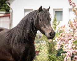 broodmare Lou (German Classic Pony, 2012, from East-Dikes Joker)