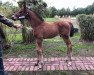 dressage horse Secret's Dynamite (Oldenburg, 2018, from Secret)