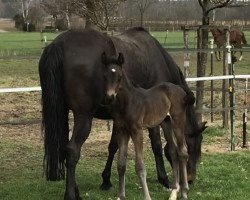 dressage horse For Me (Westphalian, 2018, from For Romance I)