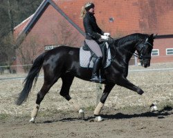 Dressurpferd Dark Rose WF (Westfale, 2008, von Dancier)