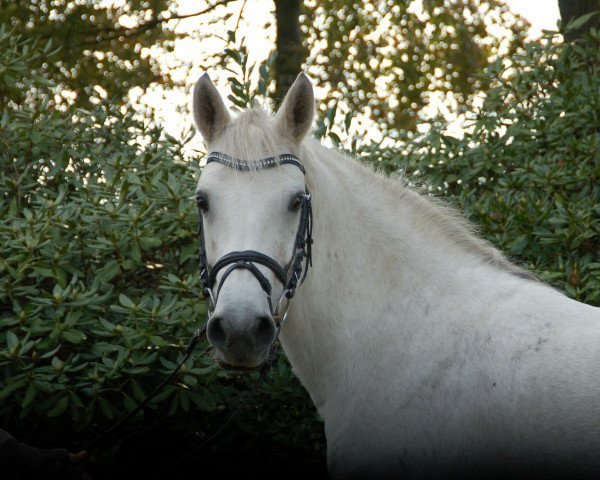 horse Sunny (Connemara Pony,  )