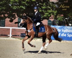 Springpferd Joker 546 (New-Forest-Pony, 2000, von Marits Mistique)