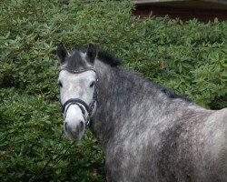 Pferd Laddy (Connemara-Pony, 2011)