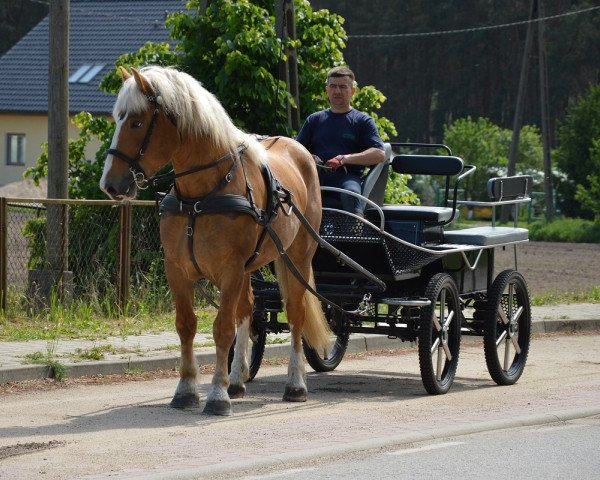 horse Gandas (Polish Heavy Draft, 2015)