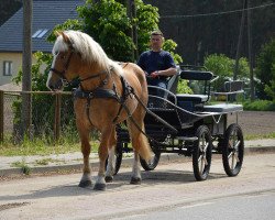 Pferd Gandas (Polnisches Kaltblut, 2015)