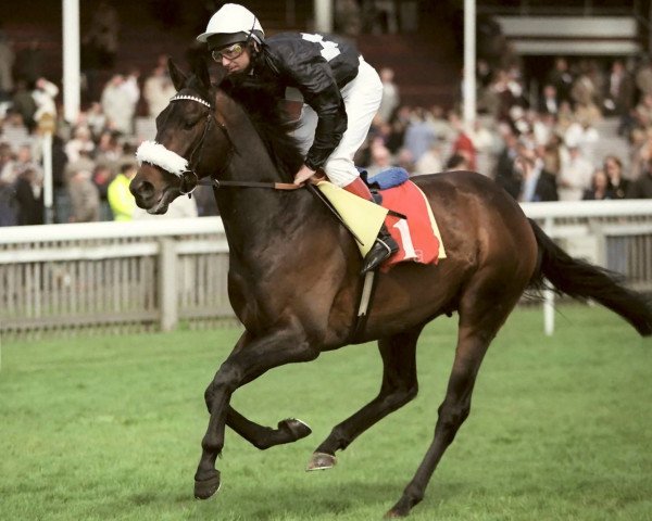 stallion Bahamian Knight xx (Thoroughbred, 1993, from Ascot Knight xx)