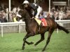 Deckhengst Bahamian Knight xx (Englisches Vollblut, 1993, von Ascot Knight xx)