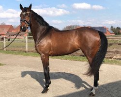 broodmare Sound of Silence 9 (Hanoverian, 2015, from Sarotti Mocca-Sahne)