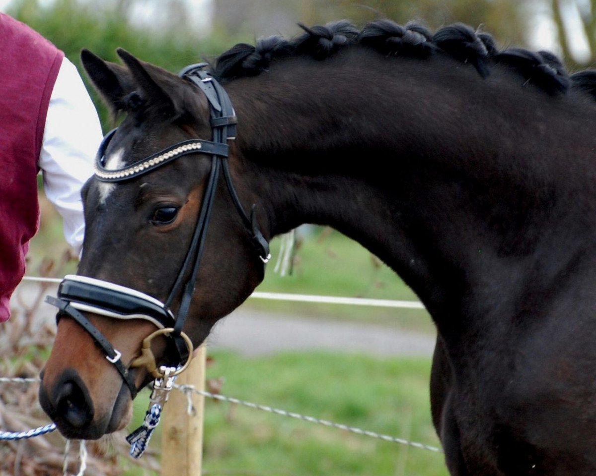 Zuchtstute Dizzy Miss Lizzy 7 (Westfale, 2015, von Diacasall)