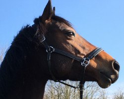 jumper La Luzy (Oldenburg show jumper, 2011, from Contendros 2)