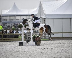 Springpferd Spirit (Belgisches Reitpony, 2008, von Eddy Wally)