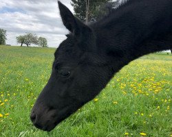 Dressurpferd Mon Coeur de la mer (Trakehner, 2018, von Herakles TSF)