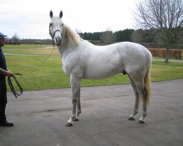 Deckhengst Silver Patriarch xx (Englisches Vollblut, 1994, von Saddler's Hall xx)