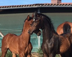 dressage horse Zoom´s Beauty R (Westphalian, 2018, from Zoom 8)