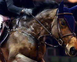 broodmare Aqueen van Schore (Belgium Sporthorse, 2006, from Burggraaf)