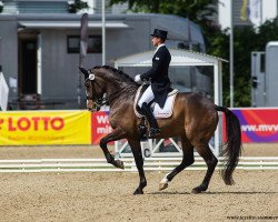 dressage horse Al Martino 10 (Holsteiner, 2004, from Almoretto)