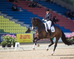 dressage horse Faustus 94 (Hanoverian, 2008, from Falsterbo)