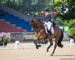 dressage horse Don Johnson FRH (Hanoverian, 2002, from Don Frederico)