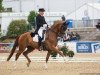 dressage horse Harmony's Royal Dancer (Hanoverian, 2006, from Royal Blend)