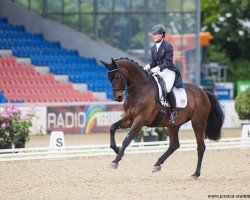 dressage horse Romy del Sol (Westphalian, 2006, from Glock's Romanov)