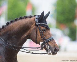 dressage horse Bonzanjo (KWPN (Royal Dutch Sporthorse), 2006, from Jazz)