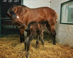 horse Gladys xx (Thoroughbred, 2018, from Medaglia d'Oro xx)