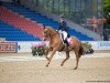 Dressurpferd Dandy de La Roche Cmf CH (Schweizer Warmblut, 2005, von Dressage Royal)