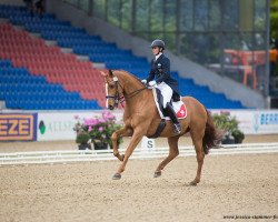 Dressurpferd Dandy de La Roche Cmf CH (Schweizer Warmblut, 2005, von Dressage Royal)