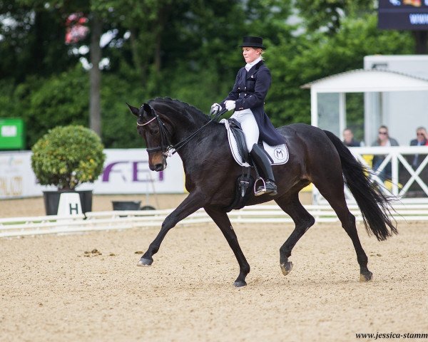 dressage horse Rania M (Hanoverian, 2005, from Rubin Royal OLD)