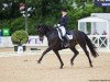 dressage horse Rania M (Hanoverian, 2005, from Rubin Royal OLD)