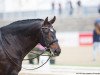 dressage horse Xerez (unknown, 2003)