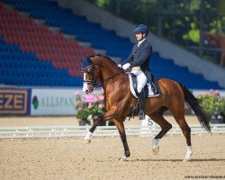 dressage horse Stevie Wonder M (Hanoverian, 2006, from Stedinger)