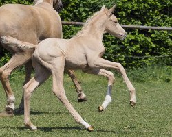 dressage horse Zeiss (Westphalian, 2018, from Zafferano 3)