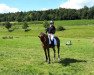 eventing horse Benjamin Britten 3 (Westphalian, 2014, from Bordeaux 28)