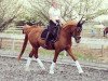 dressage horse Cheliano (German Riding Pony, 2008, from Cornett)