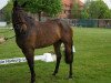 broodmare Hermine 131 (Hanoverian, 2013, from Hotline)