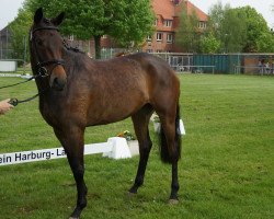 broodmare Hermine 131 (Hanoverian, 2013, from Hotline)