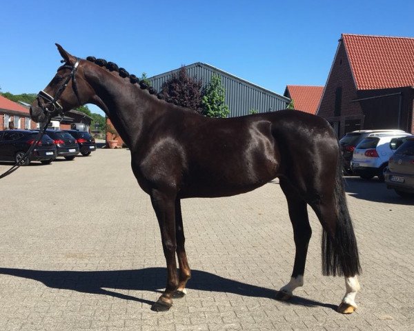 broodmare Dream Queen (Oldenburg, 2013, from Dr. Jackson D)