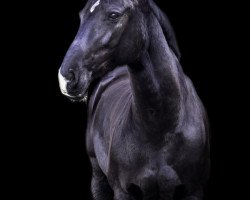 dressage horse Canimara (Hanoverian, 2010, from Contendros Bube)