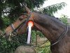 dressage horse Francesco (Hanoverian, 2007, from Florencio I)