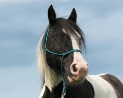 Pferd Cillbarra Murphy (Tinker / Irish Cob / Gypsy Vanner, 2009)