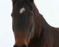 broodmare Mandy (Bavarian, 1995, from Mitch)