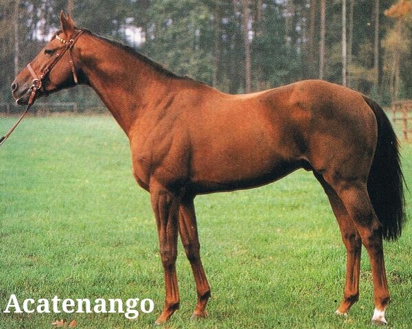 stallion Acatenango xx (Thoroughbred, 1982, from Surumu xx)