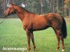 stallion Acatenango xx (Thoroughbred, 1982, from Surumu xx)