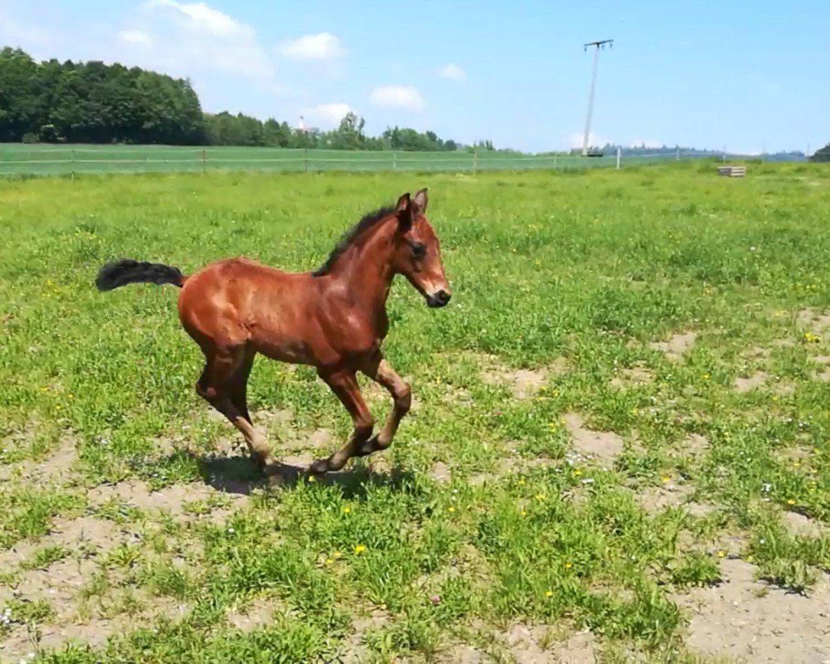 jumper Clever Cayenne (German Sport Horse, 2018, from Cayado 3)
