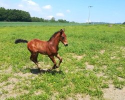 Springpferd Clever Cayenne (Deutsches Sportpferd, 2018, von Cayado 3)