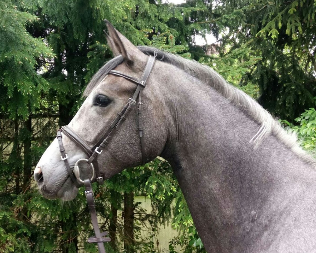 Zuchtstute Charlet Grey (Westfale, 2014, von Camax L)