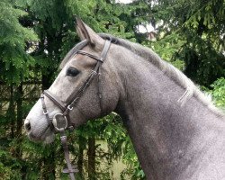 broodmare Charlet Grey (Westphalian, 2014, from Camax L)